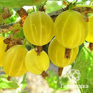 

Крыжовник Яровой слабошипованный желтый