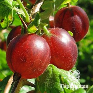 

Крыжовник Белорусский красный