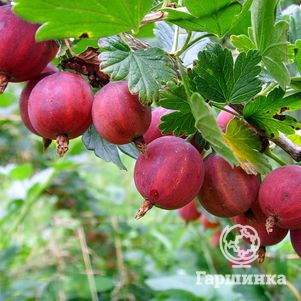 

Крыжовник Колобок крупноплодный малошипный