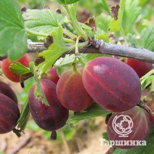 

Крыжовник Консул слабошипованный