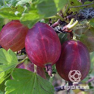 

Крыжовник Салют красный