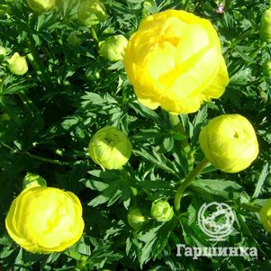 

Купальница Лемон Квин