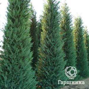 

Купрессоципарис Лейланда