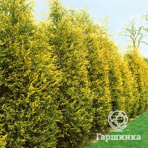 

Купрессоципарис Лейланда Голд Райдер