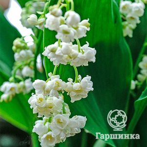 

Ландыш майский Профиликанс махровый