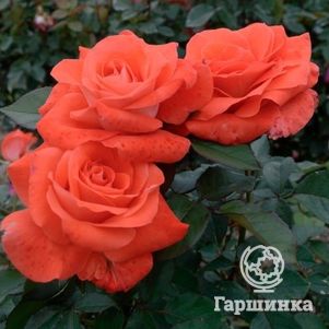 Роза Лаура чайно-гибридная, Top Roses