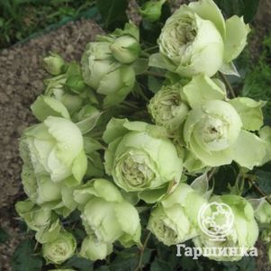 Роза Лавли Грин, Мейян (лиц)