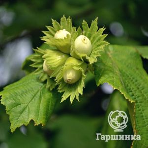 

Лещина обыкновенная