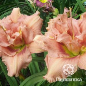 

Лилейник Язу Джим Терри