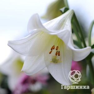 Лилия Бах лонгифлорум белая
