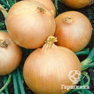 

Лук-севок Румба (желтый) 0,5 кг