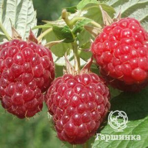 

Малина Бальзам красная