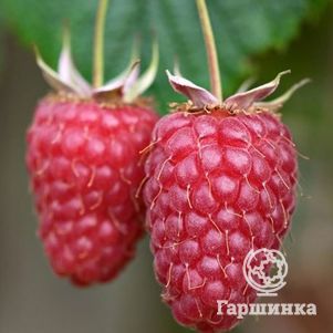 

Малина Гусар красная (лицензионная)