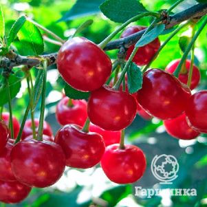 

Вишня Любская