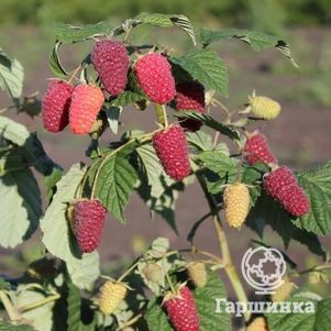 

Малина Похвалинка (поздняя) от автора сорта