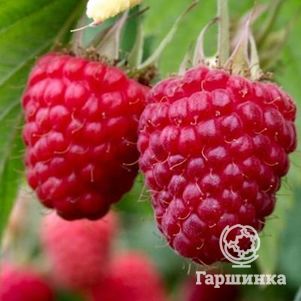 

Малина Самохвал крупная среднего срока (от автора сорта!)