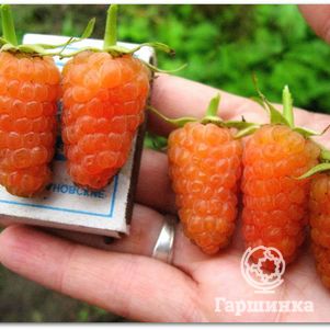 

Малина Оранжевое чудо ремонтантная (лицензионная)