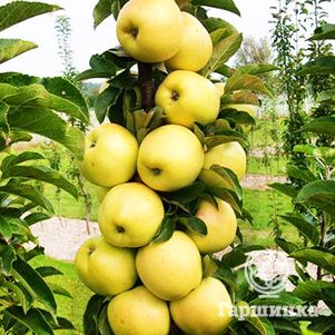 

Яблоня Медок колоновидная (лицензионная)