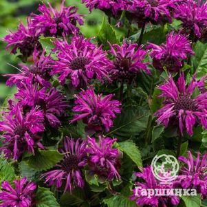 

Монарда Би Пюр