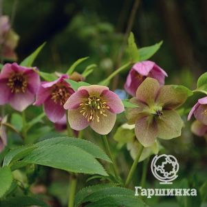 

Морозник восточный