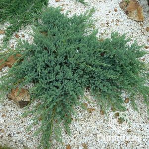 

Можжевельник горизонтальный Глациер