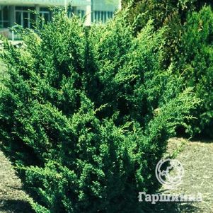 

Можжевельник китайский Блаув