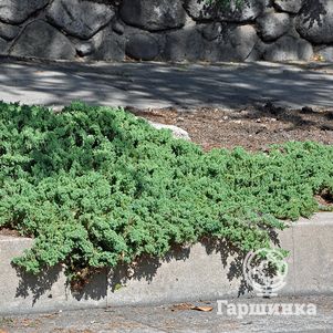 

Можжевельник лежачий Нана