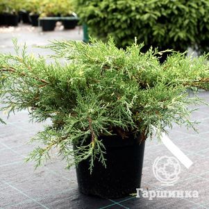 

Можжевельник средний Вайт Сплэш