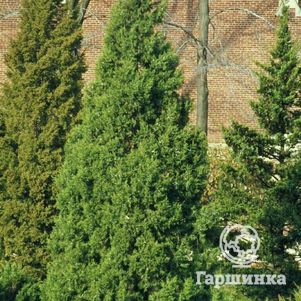 

Можжевельник китайский Кетелери