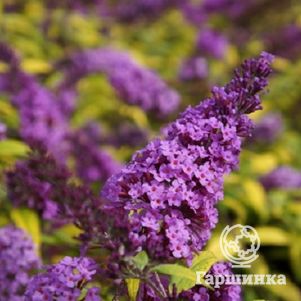 

Буддлея Давида Муншайн