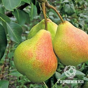 

Груша Памяти Яковлева