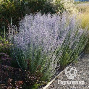 

Перовския Литл Спайр