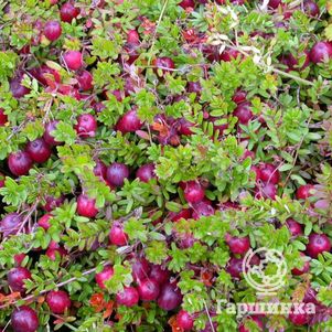 

Клюква Пилигрим крупноплодная