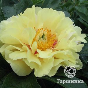 Пион Прейри Чарм (ИТО)