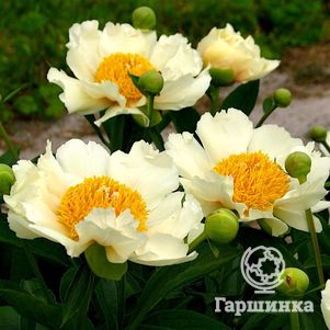 

Пион Клер де Люн