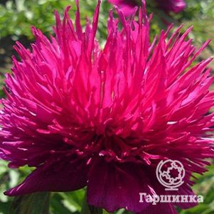 

Пион Ред Спайдер