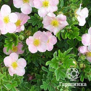 Лапчатка кустарниковая Пинк Виспер