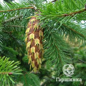 

Псевдотсуга Мензис