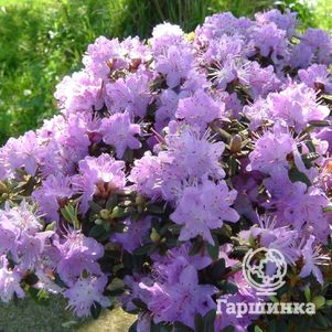 

Рододендрон плотный
