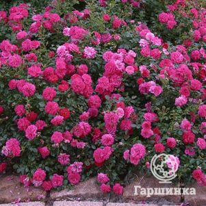 Роза Книрпс почвопокровная, Кордес (лиц)