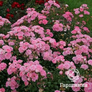 

Роза Флирт, Кордес (лиц)