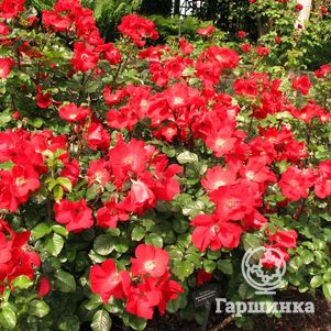 

Роза Робуста, Кордес (лиц)