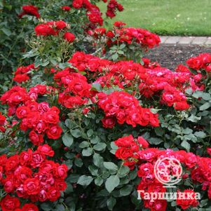 Роза Блэк Форест Роуз флорибунда, Кордес (лиц)