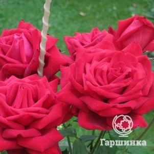 

Роза Бургунд 81 чайно-гибридная, Кордес (лиц)