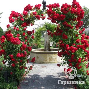 

Роза Амадеус плетистая, Кордес (лиц)