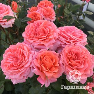 Роза Амур де Молен, НИРП (лиц)