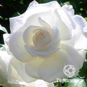 Роза Аннапурна, Дорье (лиц)