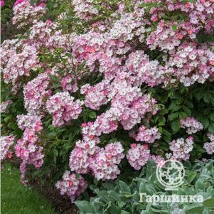 Роза Балерина, Гийо (лиц)