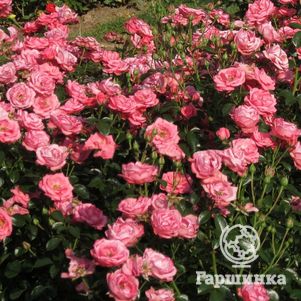 Роза Белла Роза флорибунда, Кордес (лиц)