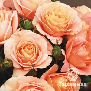 Роза Бенгали флорибунда, Кордес (лиц)